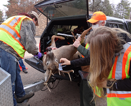 in-person sampling station for CWD sampling with deer getting sampled in the back of a truck