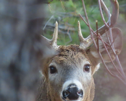deer looking at photographer with tree obscuring part of the deer