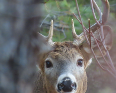 deer up close looking at photographer, obscured behind tree