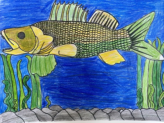 A drawing of a walleye