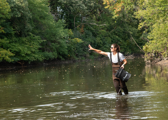 Madeline Pletta, propagation biologist (EWR), releases black sandshell mussels into the Cedar River, near Austin