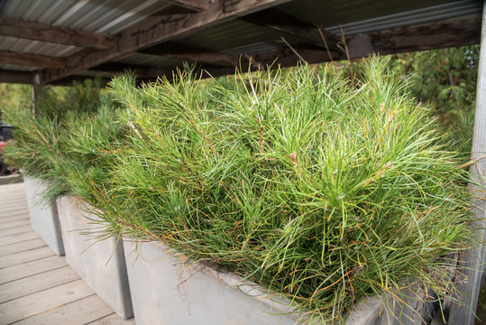 Bins full of pine seedlings