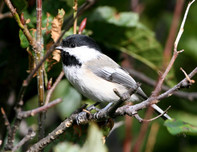 Close up of black-capped chickadee on branch