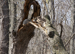 Gray fox in a tree courtesy of Scott King, iNaturalist