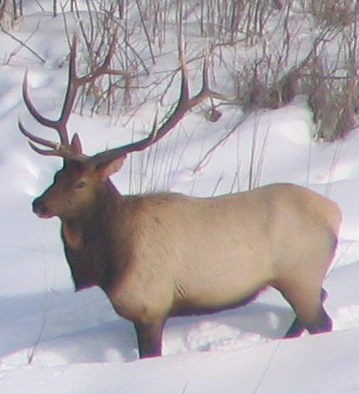 a bull elk in winter