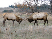 Bull elk sparring