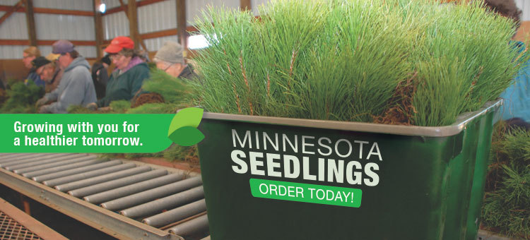 Order seedlings today