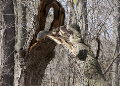 gray fox in a tree