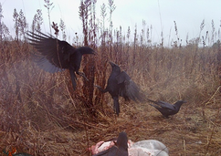 two crows fighting over a gut pile with others on the guts