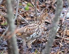 a ruffed grouse on the forest floor