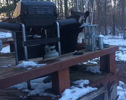 a bear on a deck