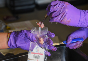 gloved hands passing along a lymph node for CWD sampling