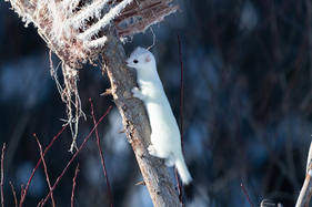 a white weasel 