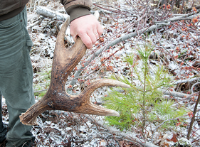 hand holding a moose shed by a pine sapling