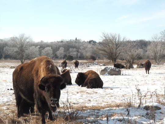 Bison herd on snow-covered prairie. Larger bison in the front standing, other bison behind sitting.