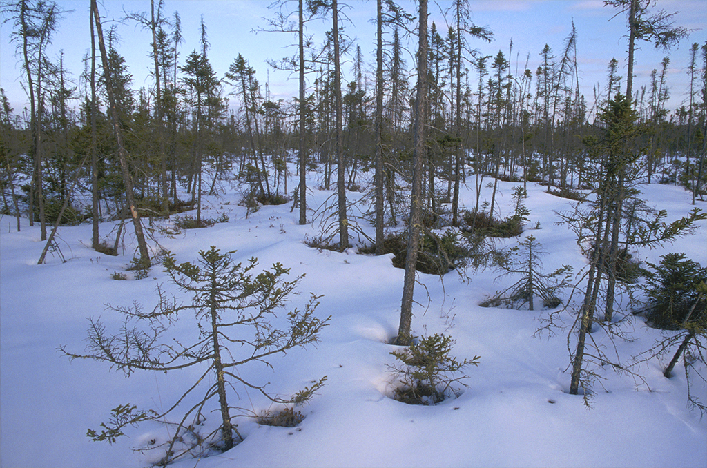 Stunted spruce surrounded by snow at Lost Lake Peatland.