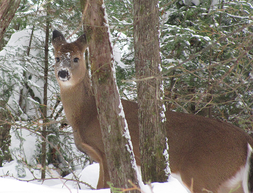 a deer in a snowy forest