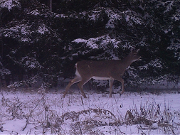 a deer walking through the snow in low light