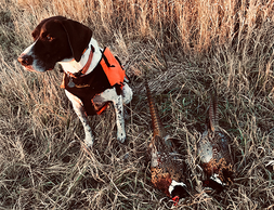 a dog sitting by harvested pheasants