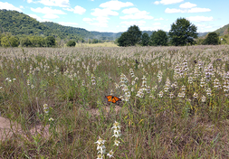 a monarch butterfly in a flat area with Whitewater WMA bluffs in the background