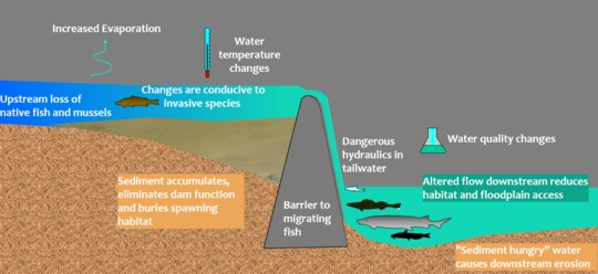 effect of dams on the river system