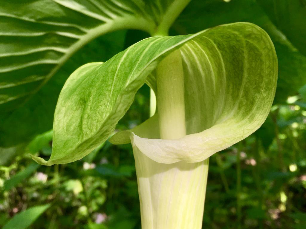 A large jack-in-the-pulpit blooming at Chamberlain Woods SNA