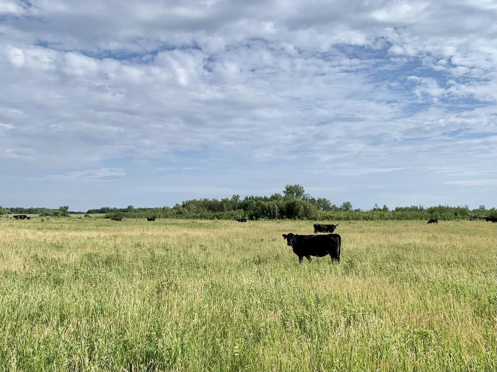 Cattle graze at Prairie Smoke Dunes SNA