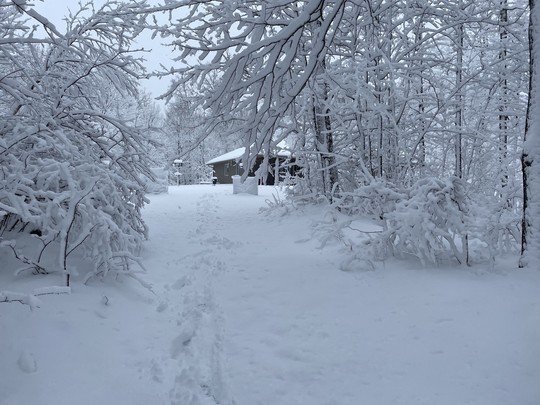 A wintry scene with snow-covered trees