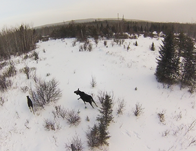 a couple moose in northern Minnesota as seen from an aircraft flying low