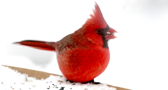A bright red Northern cardinal sitting on snow