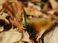 a black and brown caterpillar hidden in leaves