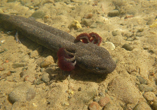 A mudpuppy swimming in front of a pebbled riverbed