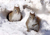 two eastern red squirrels in the snow