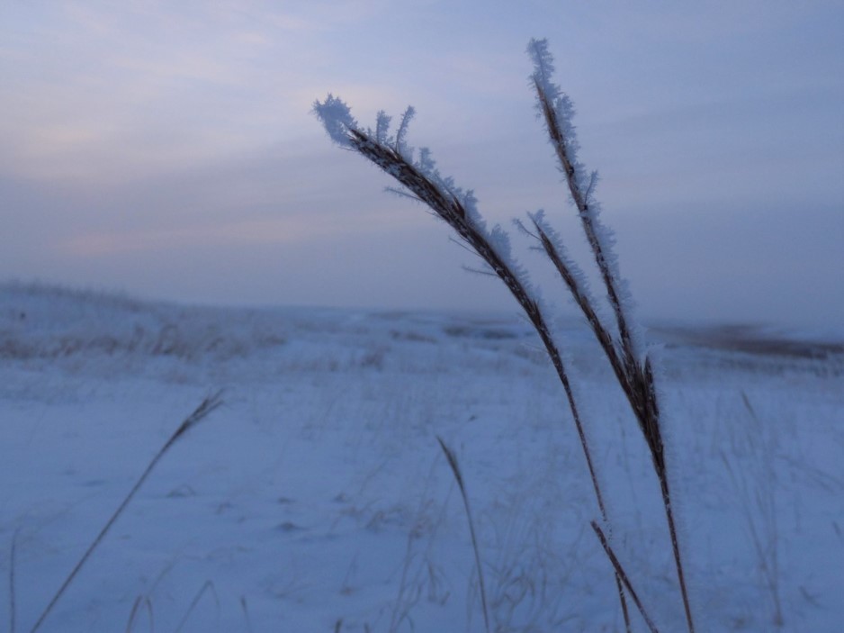 Snow frost on big bluestem in the prairie