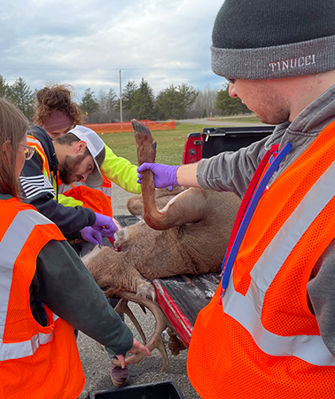 In-person CWD sampling with staff taking lymph nodes from a buck in a truck 