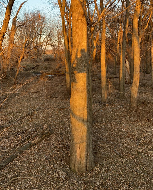 hunter selfie, with photo of woods and the shadow of a hunter on a large tree