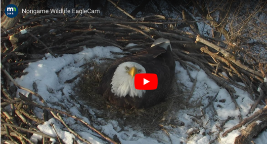 Screen capture of a YouTube video with a still of an eagle nesting. The MN DNR logo can be seen along with text reading "Nongame Wildlife EagleCam.".