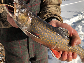 photo of a brook trout held by an angler