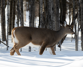 deer in snow