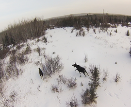 moose in snow as seen from an aircraft
