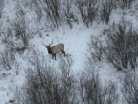 a bull elk in snow as seen from an aircraft