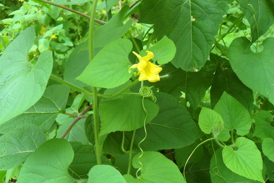 Yellow flower and curly tendril of red hailstone vine.