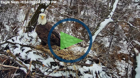 A screenshot of the EagleCam with a "play" icon on it