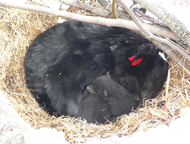 bear and bear cubs in a den