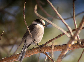 a Canada jay