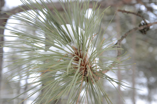 Pine branch with snow on needles