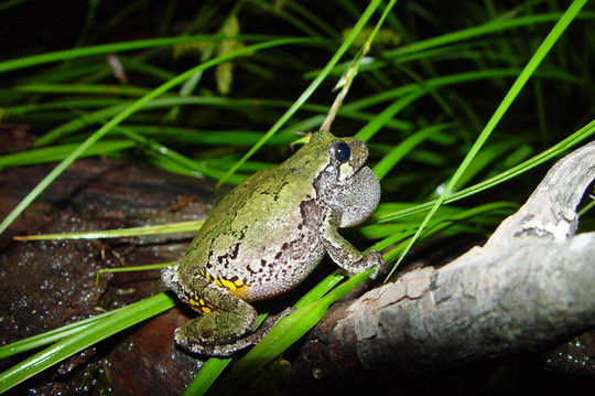 A gray treefrog on a partially submerged branch and grass blades. The frog is seen from the side, its back green, the other side white.
