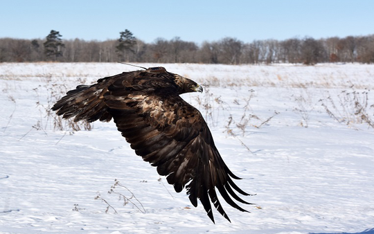 Golden eagle in flight seen against snowed field and blue skies.