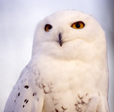 Snowy owl close-up, seen from the torso up, with white plumage and orange eyes.