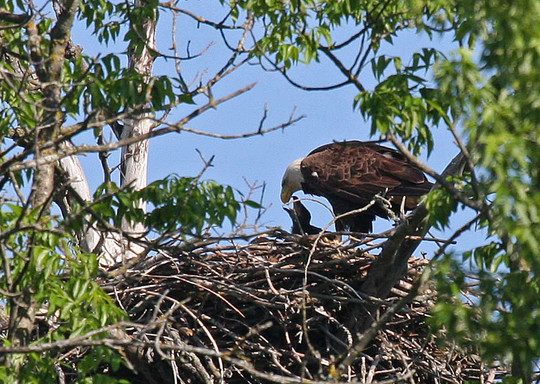 Bald eagle feeding young in the nest, seen through green tree foliage.